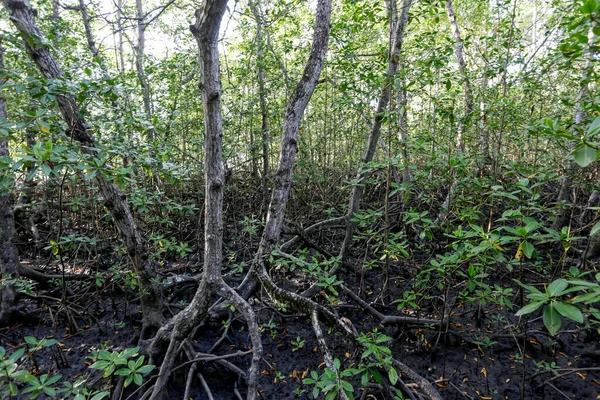 Mangrove Metsä Antenni Juuret Tyypillinen Rannikon Ekosysteemi Comandatuba Saari Bahia — kuvapankkivalokuva