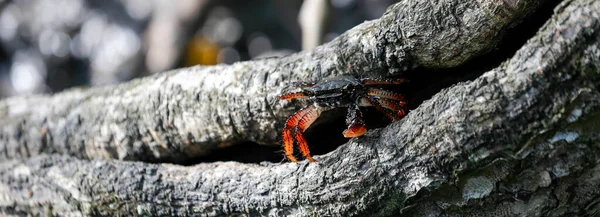典型的红树林蟹藏在空气中 Comandatuba岛 巴西巴伊亚州 — 图库照片