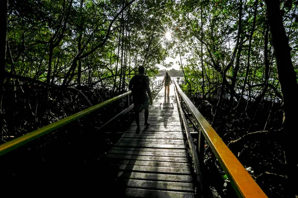 Passerelle Bois Entre Forêt Mangroves Les Personnes Rétro Éclairées Île — Photo