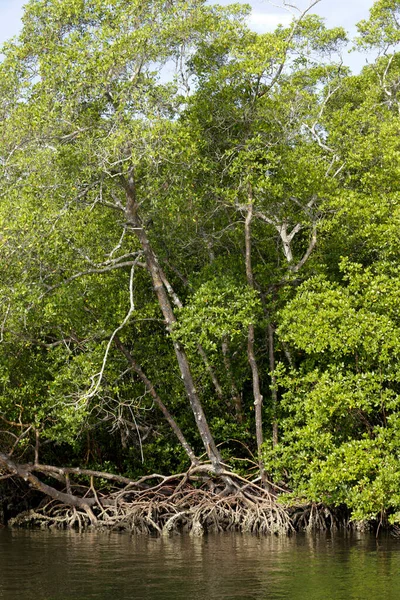 Mangrove Skog Med Antenn Rötter Det Ett Typiskt Kustekosystem Comandatuba — Stockfoto