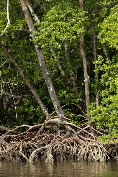 Foresta Mangrovie Con Radici Aeree Tipico Ecosistema Costiero Isola Comandatuba — Foto Stock