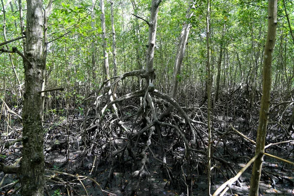 Floresta Mangue Com Raízes Aéreas Ecossistema Costeiro Típico Ilha Comandatuba — Fotografia de Stock