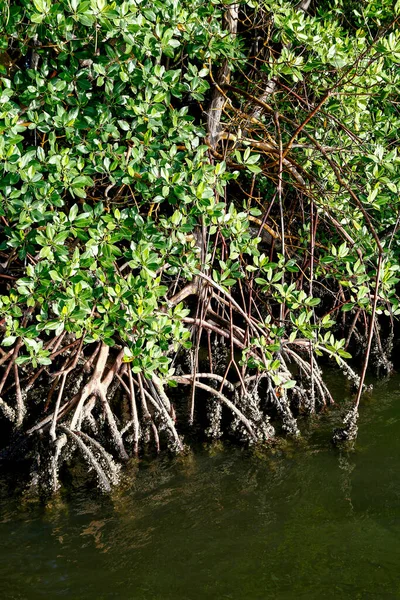 Mangrove Skog Med Antenn Rötter Det Ett Typiskt Kustekosystem Comandatuba — Stockfoto