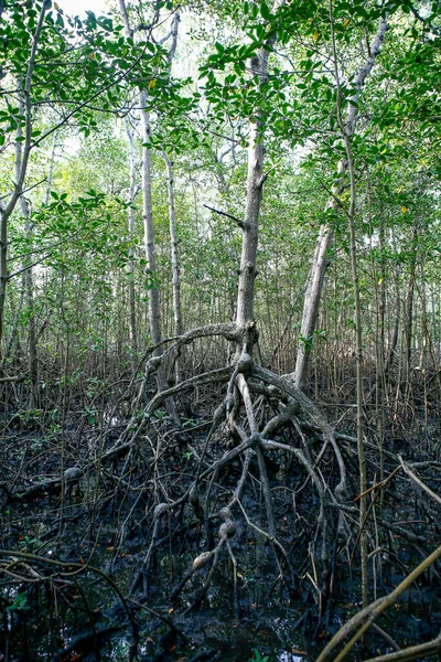 Las Namorzynowy Powietrznymi Korzeniami Typowy Ekosystem Wybrzeża Wyspa Comandatuba Bahia — Zdjęcie stockowe