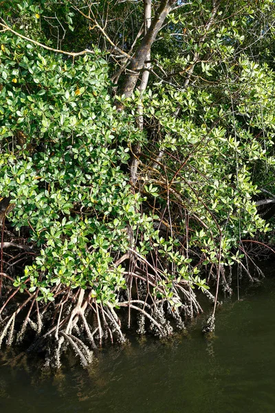 Floresta Mangue Com Raízes Aéreas Ecossistema Costeiro Típico Ilha Comandatuba — Fotografia de Stock