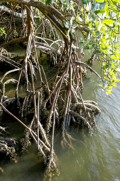 Mangrove Skog Med Antenn Rötter Det Ett Typiskt Kustekosystem Comandatuba — Stockfoto