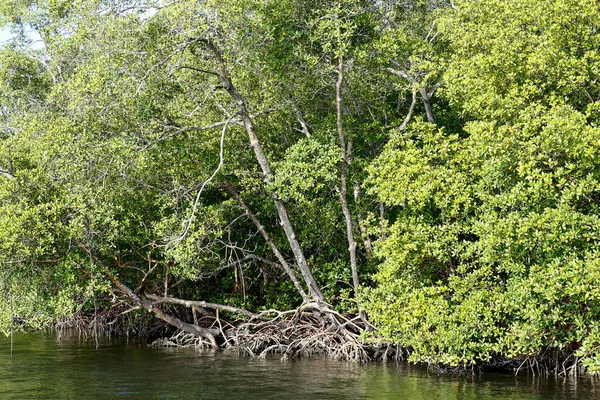 Floresta Mangue Com Raízes Aéreas Ecossistema Costeiro Típico Ilha Comandatuba — Fotografia de Stock