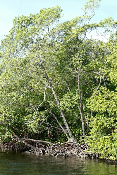 Mangrovový Les Vzdušnými Kořeny Typický Pobřežní Ekosystém Ostrov Comandatuba Bahia — Stock fotografie