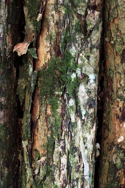 Sluitingen Van Boomschors — Stockfoto