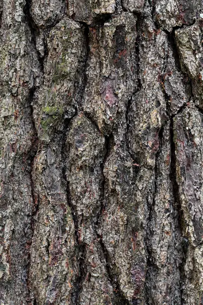 Clouseup Του Φλοιού Δέντρων — Φωτογραφία Αρχείου