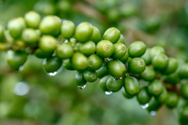 Kahve çekirdekleri ağaca çiy damlalarıyla yakın çekim yapıyor. Sao Paulo Eyaleti, Brezilya
