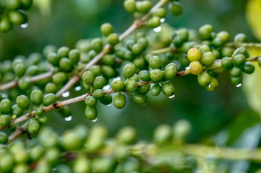 Kahve çekirdekleri ağaca çiy damlalarıyla yakın çekim yapıyor. Sao Paulo Eyaleti, Brezilya
