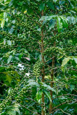 Ağaçtaki kahve çekirdekleri demetlerinin yakınına. Sao Paulo Eyaleti, Brezilya