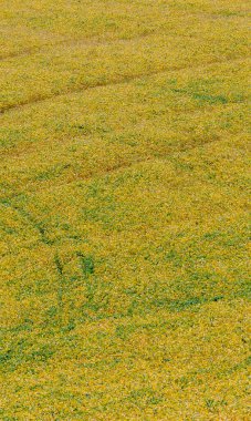 Soya fasulyesi tarlasına yakın çekim, koyu sarı tonda. Sao Paulo, Brezilya