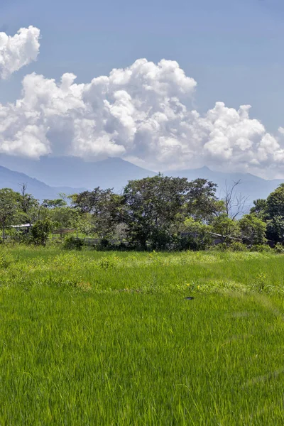 Risplantage Blå Himmel Med Naturlig Skog Bakgrunden Sao Paulo Staten — Stockfoto