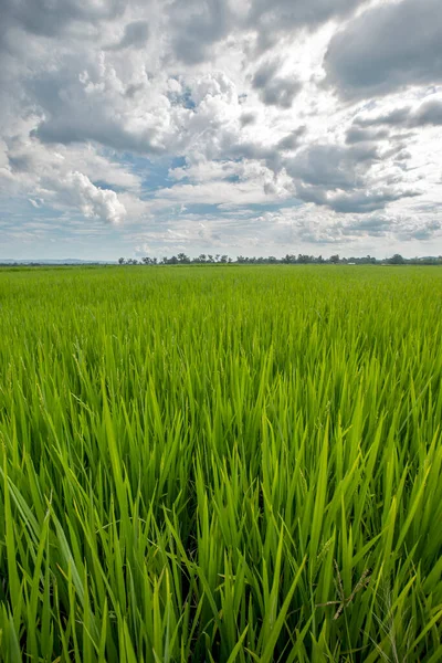 Rice Paddy Κάτω Από Τον Ουρανό Σύννεφα Βροχής Και Φυσικό — Φωτογραφία Αρχείου