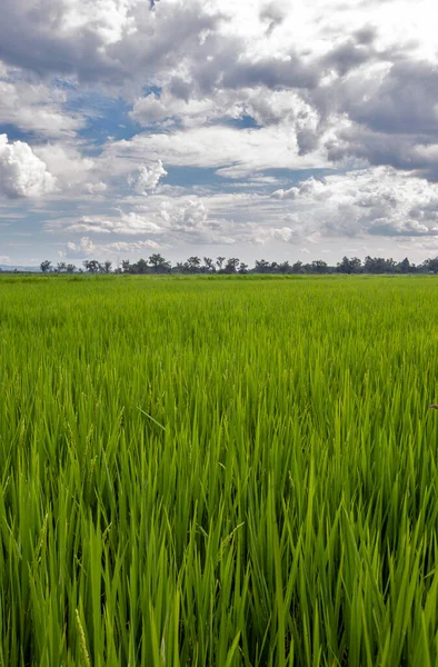 Rice Paddy Κάτω Από Τον Ουρανό Σύννεφα Βροχής Και Φυσικό — Φωτογραφία Αρχείου
