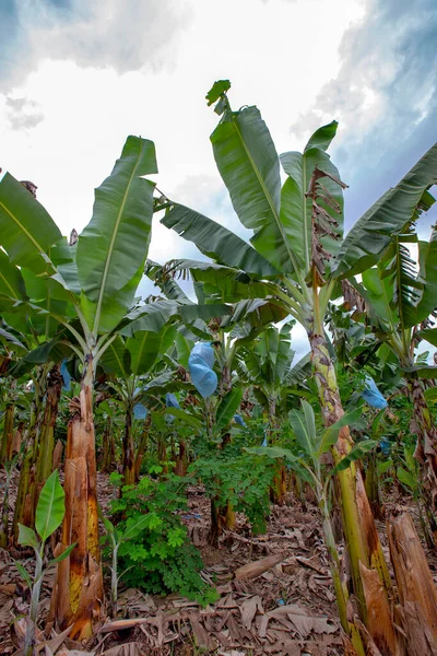 Plantation Banana Grown Fruits Ribeira Valley Sao Paulo Brazil — Stock Photo, Image