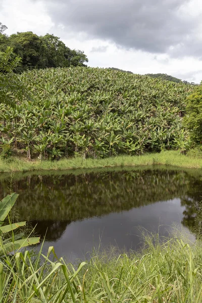 Plantação Banana Com Frutas Cultivadas Ribeira Valley São Paulo Brasil — Fotografia de Stock