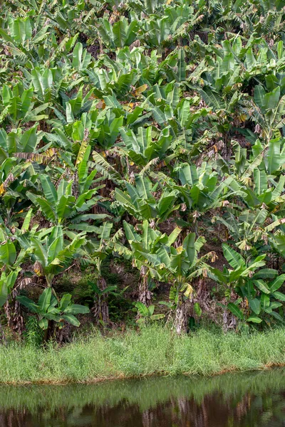 Pěstování Banánů Pěstovanými Plody Ribeira Valley Sao Paulo Brazílie — Stock fotografie