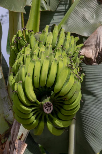 Egy Rakás Zöld Banán Banánfán Vale Ribeira Sao Paulo Brazília — Stock Fotó