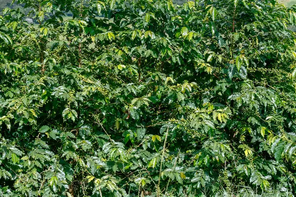 把一捆捆咖啡豆塞到树上 巴西圣保罗州 — 图库照片