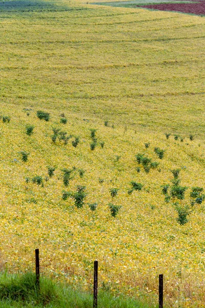Κλείσιμο Του Αγρού Σόγιας Βαθύ Κίτρινο Τόνο Σάο Πάολο Βραζιλία — Φωτογραφία Αρχείου