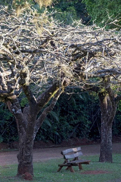 Banco Parque Vazio Entre Duas Árvores Sombrias Definindo Sensação Solidão — Fotografia de Stock