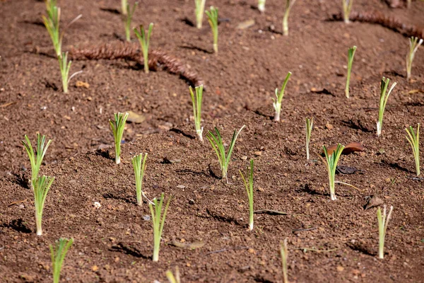 Germogli Crescita Terreni Fertili Fertilizzati — Foto Stock