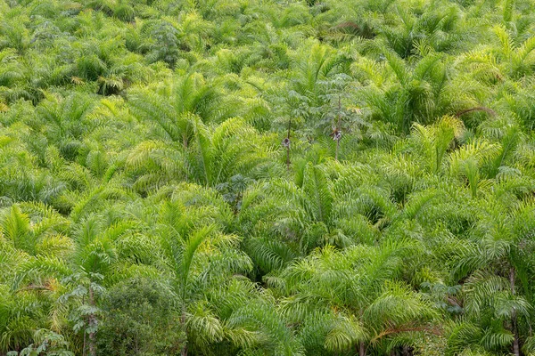 Plantation Persikohandflatan Eller Pupunha Ribeiradalen Sao Paulo Brasilien — Stockfoto