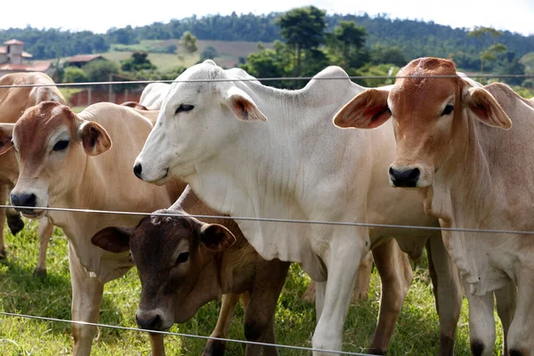 Otlakta Üretimi Için Sığırlar Sao Paulo Eyaleti Brezilya — Stok fotoğraf