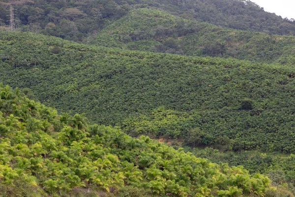 桃のヤシ またはPupunhaのプランテーション ブラジル サンパウロ州リベイラ渓谷 — ストック写真