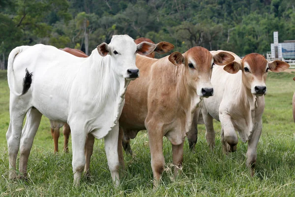 Rinder Für Die Fleischproduktion Auf Der Weide Bundesstaat Sao Paulo — Stockfoto