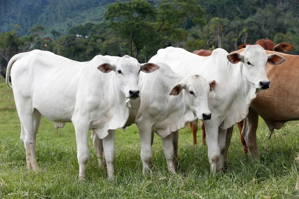 Nötkreatur För Köttproduktion Betesmark Sao Paulo Staten Brasilien — Stockfoto