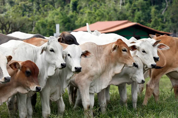 Nötkreatur För Köttproduktion Betesmark Sao Paulo Staten Brasilien — Stockfoto