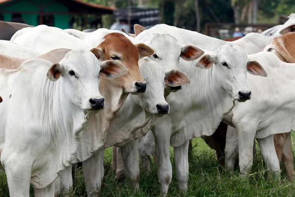 Nötkreatur För Köttproduktion Betesmark Sao Paulo Staten Brasilien — Stockfoto