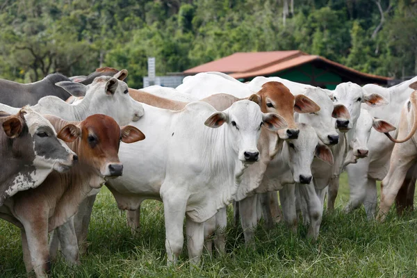 Nötkreatur För Köttproduktion Betesmark Sao Paulo Staten Brasilien Stockbild