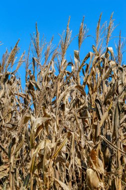Hasat aşamasında, kurutulmuş yapraklar ve olgun kulaklarla mısır ekiminin yakın çekim. Sao Paulo state, Brezilya