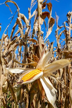 Olgun mısır kulağının, hasat edilmeye hazır, hala bitkide olan, açıkta kalan tahıllarla yakınçekimi. Sao Paulo state, Brezilya