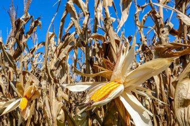 Olgun mısır kulağının, hasat edilmeye hazır, hala bitkide olan, açıkta kalan tahıllarla yakınçekimi. Sao Paulo state, Brezilya
