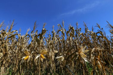 Olgun mısır kulağının, hasat edilmeye hazır, hala bitkide olan, açıkta kalan tahıllarla yakınçekimi. Sao Paulo state, Brezilya