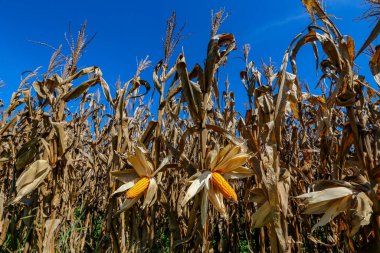 Olgun mısır kulağının, hasat edilmeye hazır, hala bitkide olan, açıkta kalan tahıllarla yakınçekimi. Sao Paulo state, Brezilya