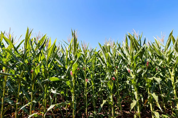 Plantacja Kukurydzy Rosnącymi Uszami Niebieskim Niebem Tle Stan Sao Paulo — Zdjęcie stockowe