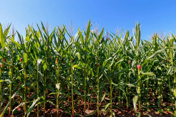 Plantation Maïs Avec Des Oreilles Croissance Avec Ciel Bleu Sur — Photo