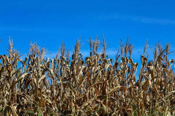 Close Van Corn Plantation Oogst Fase Met Gedroogde Bladeren Volwassen — Stockfoto