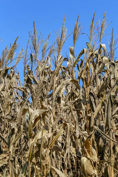 Close Van Corn Plantation Oogst Fase Met Gedroogde Bladeren Volwassen — Stockfoto
