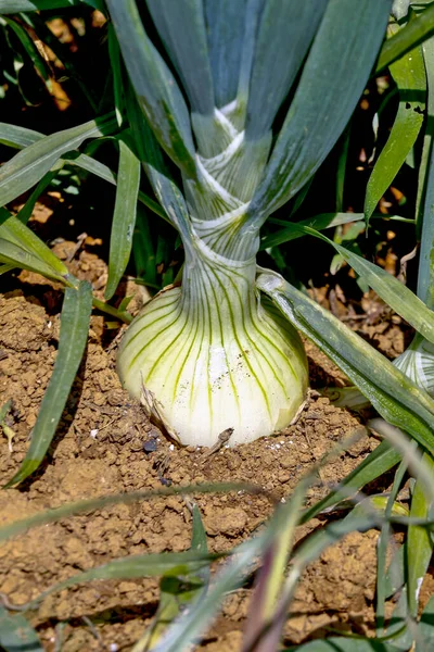 Primer Plano Planta Cebolla Huerta Con Bulbo Superficie Campo Del —  Fotos de Stock