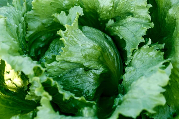 Closeup Lettuce Leaves Vegetable Garden Harvest Time Selective Focus Sao — Stock Photo, Image
