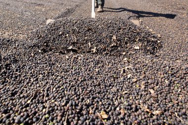 Çiftçi kurutma için açık veranda kahve çekirdekleri yayılır. Minas Gerais eyalet. Brezilya