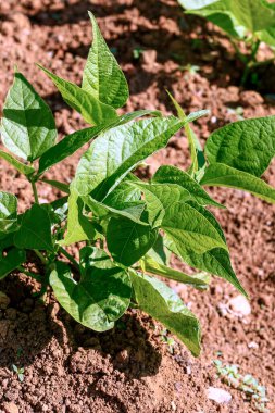 Brezilya 'da bir aile çiftliğinde büyüyen fasulye filizlerinin yakınlaşması